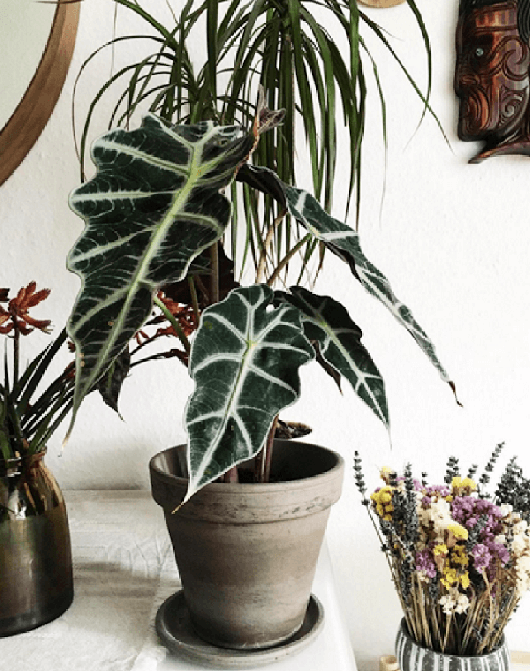 30. A Alocasia é perfeita para apartamentos pequenos, mas fique atento com as crianças, pois ela é tóxica. Fonte: Pinterest