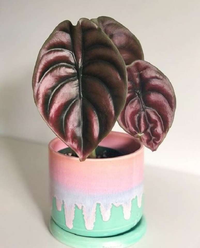 5. A Alocasia Cuprea apresenta uma cor acobreada, bem diferente e charmosa. Fonte: Pinterest