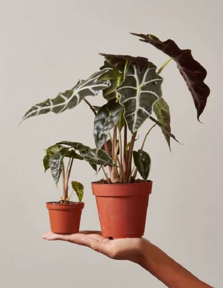 29. A Alocasia Amazônica é uma planta cheia de personalidade. Fonte: Pinterest