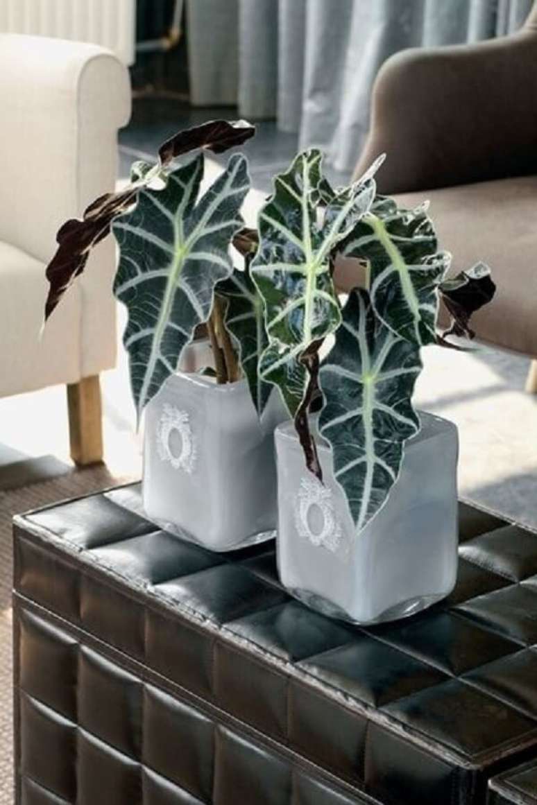 7. A Alocasia Sanderiana possui folhas grandes e nervuras brancas. Fonte: Pinterest