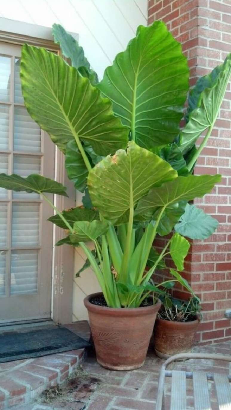 18. A Alocasia Gigante &eacute; tamb&eacute;m conhecida como orelha de elefante. Fonte: Pinterest