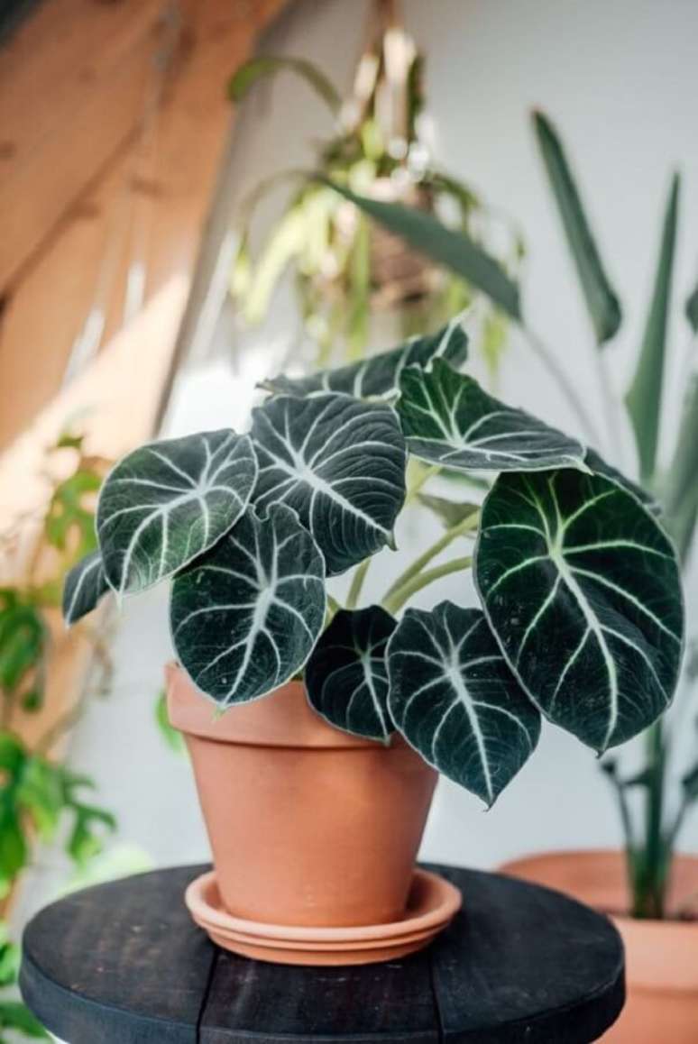25. A Alocasia flor, tamb&eacute;m conhecida como Alocasia negra ou Black Velvet, pode decorar diferentes ambientes da casa. Fonte: Pinterest