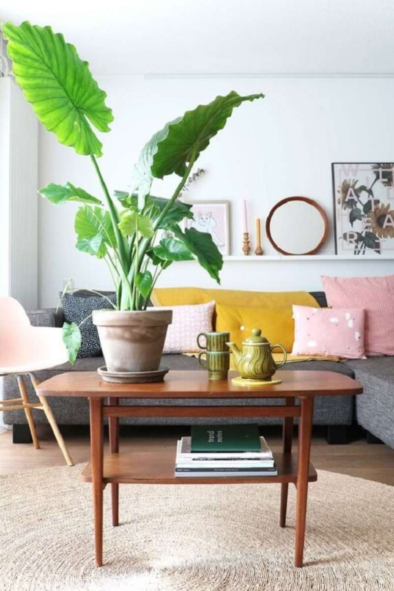 21. A planta Alocasia flor decora diferentes ambientes da casa. Fonte: Pinterest