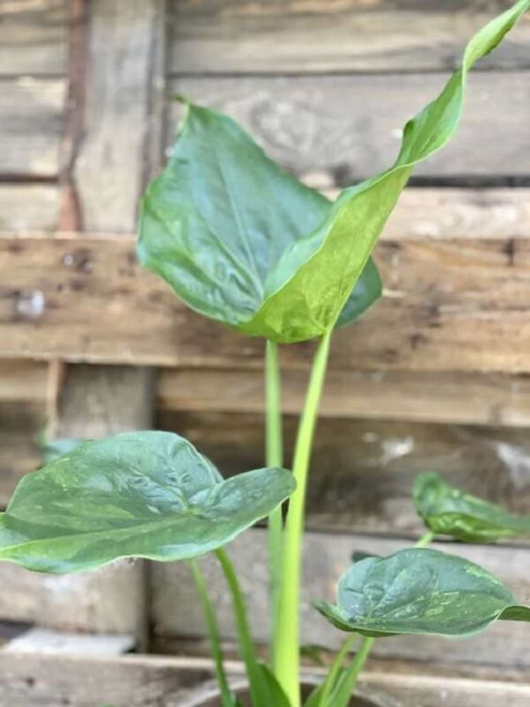 23. Alocasia Cucullata por ser tóxica precisa estar longe de crianças e animais. Fonte: Pinterest