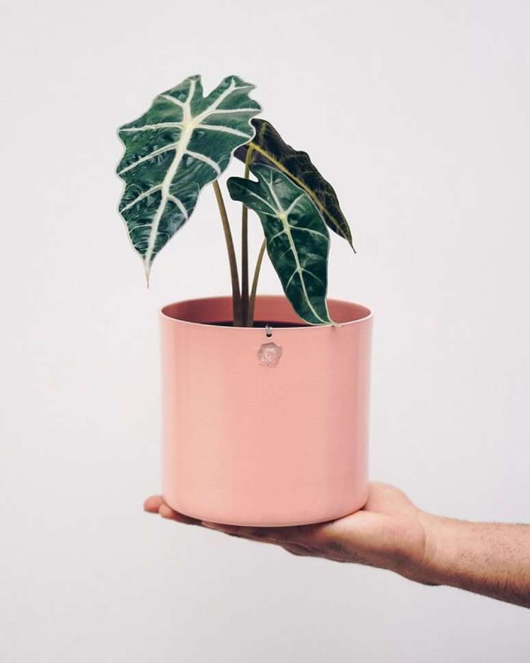 9. A Alocasia Amaz&ocirc;nica &eacute; uma planta t&oacute;xica e deve ficar longe de crian&ccedil;a e animais dom&eacute;sticos. Fonte: Selvvva