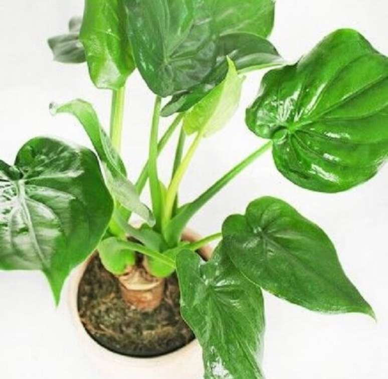 12. A Alocasia Cucullata em ambientes internos precisa ser cultivada próxima à janelas. Fonte: Pinterest