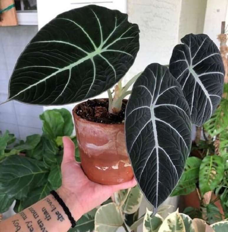 28. A folhagem da Alocasia flor, tamb&eacute;m conhecida como Alocasia negra ou Black Velvet &eacute; quase preta. Fonte: Pinterest