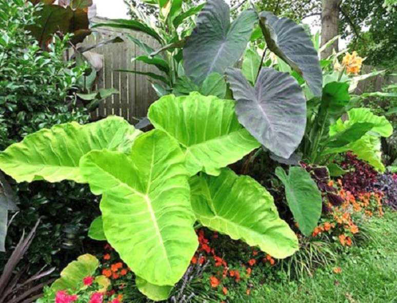 22. Alocasia gigante cultivada em jardim. Fonte: Pinterest