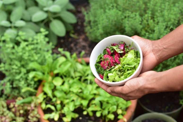 Guia da Cozinha - Horta caseira: aprenda como montar a sua