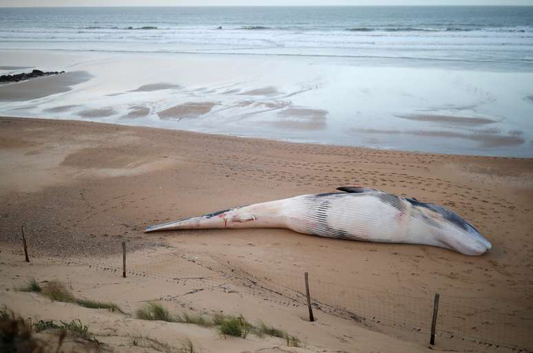 Baleia morta foi encontrada em praia francesa no sábado, em Saint-Hilaire-de-Riez
16/11/2020
REUTERS/Stephane Mahe