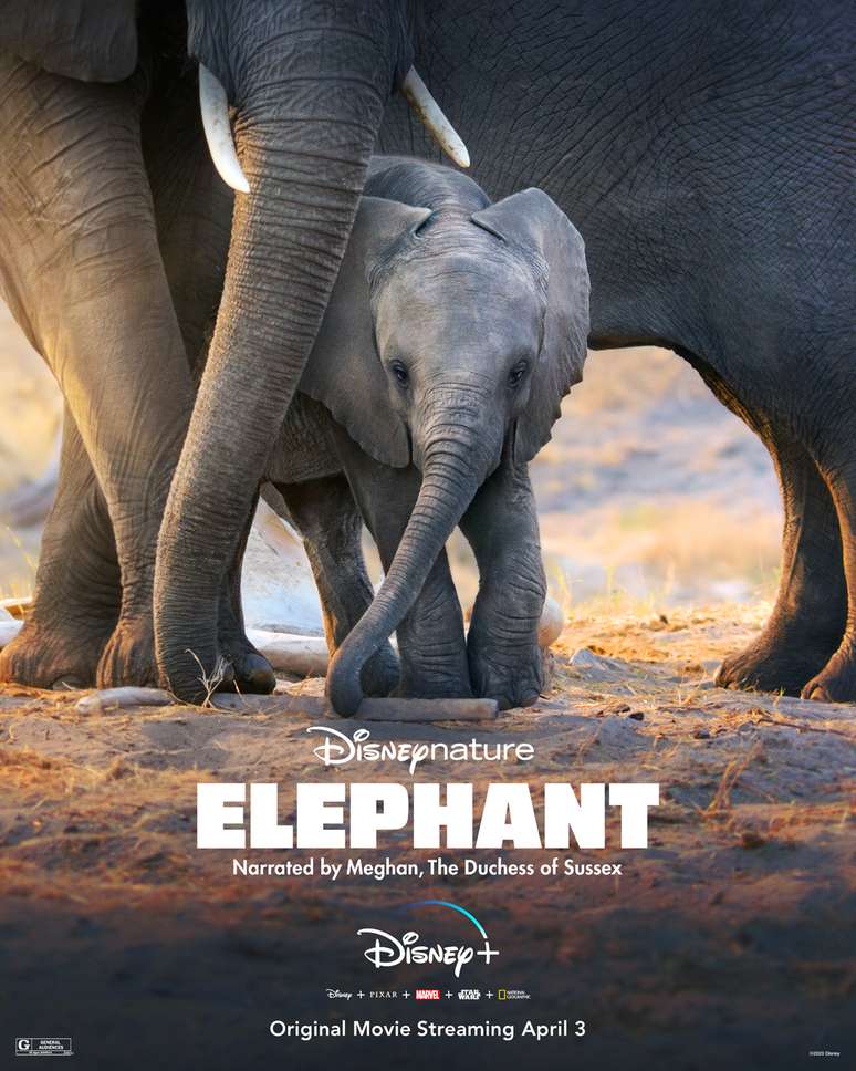 Elephant, documentário do Disney+, é narrado por Meghan Markle, duquesa de Sussex