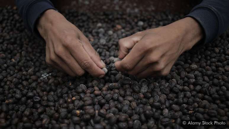 O que faz uma variedade de café ser tão valiosa?