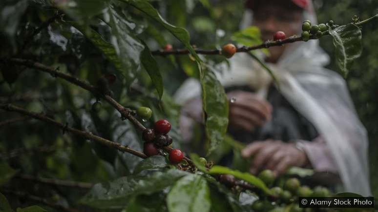 Os grãos de café Elida Geisha são cultivados na fazenda da família Lamastus, no Panamá