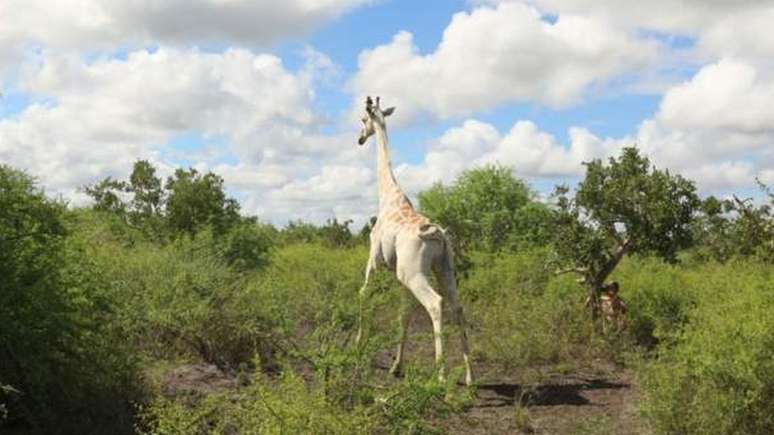 'Única girafa branca do mundo' é equipada com rastreamento por GPS