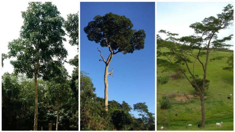 Mogno, ipê-peroba e jacarandá-da-Bahia, as mais cobiçadas