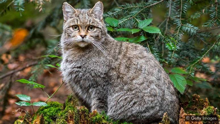 A natureza está passando por um processo de extinção em massa à medida que habitats naturais são alterados pela atividade humana