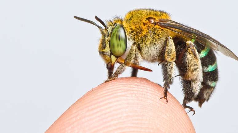 Existem milhares de espécies de abelhas, desde as menores até algumas do tamanho de um polegar
