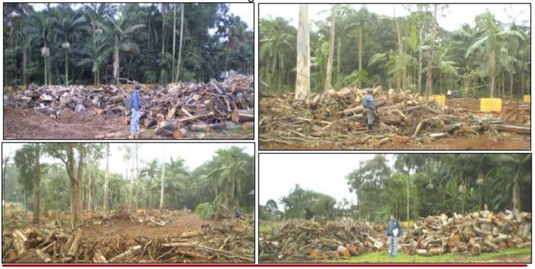 Em 2008, construtora já havia iniciado corte de árvores mas ação foi embargada pelo MP