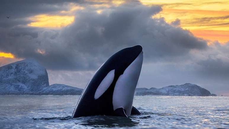 Orca avistada na Noruega