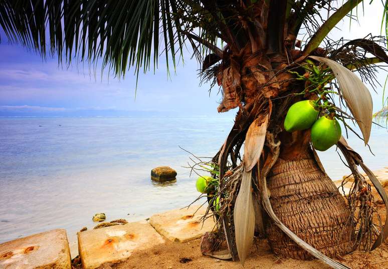 5. Plante o coqueiro anão em locais quentes – Via: Pinterest