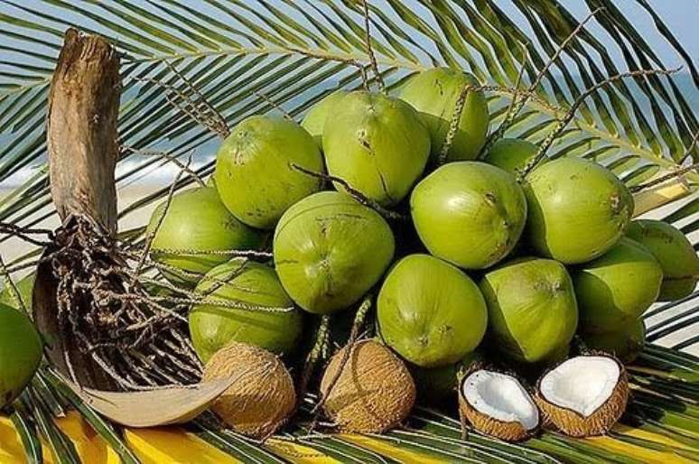 4. Aproveite os cocos do seu coqueiro – VIa: Pinterest