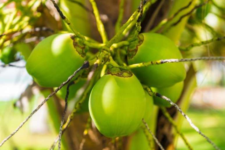 6. Coco verde no coqueiro anão – Via: Pinterest