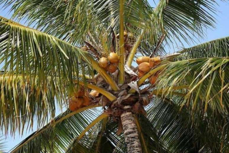 2. Conheça as características do coqueiro anão – Via: Pinterest