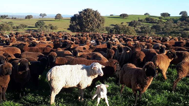 Pessoas no campo estão vendendo terras e rebanhos para recuperar o dinheiro perdido o mais rápido possível