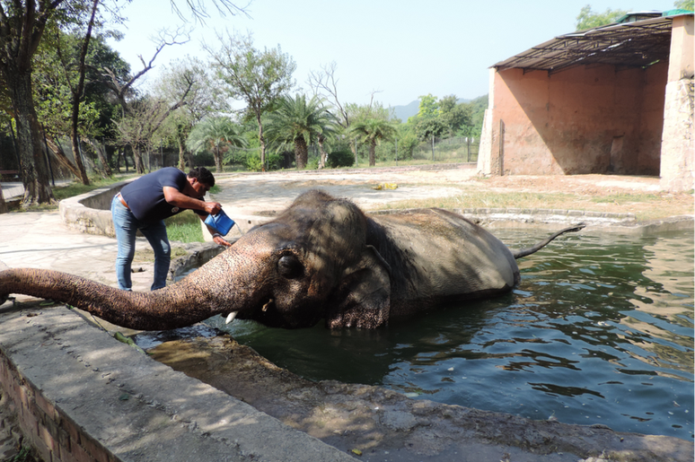 Amir Khalil banhando o elefante Kavaan