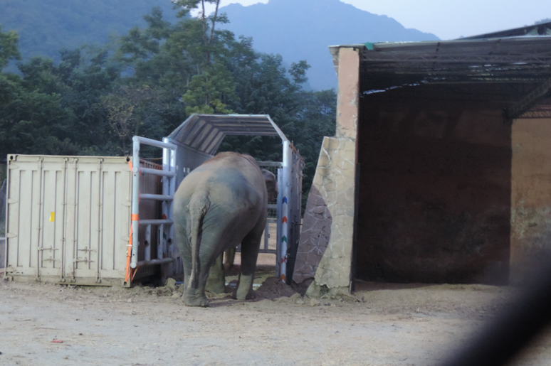 Kaavan entra em sua caixa antes da longa jornada até o Camboja