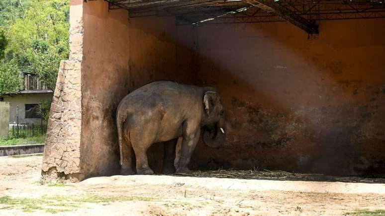 Kaavan parado sob a cobertura de um galpão onde vivia, em foto de maio deste ano