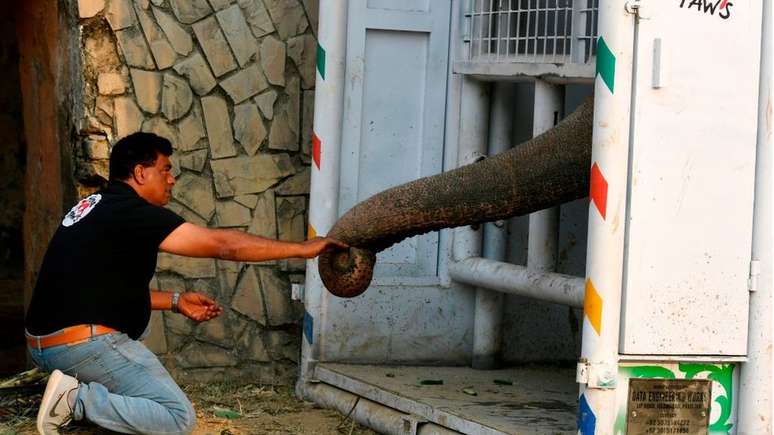 Khalil alimenta Kaavan em uma caixa de transporte construída para levá-lo ao Camboja