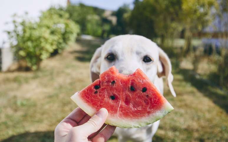 Quais frutas os animais podem comer? Descubra aqui as melhores opções