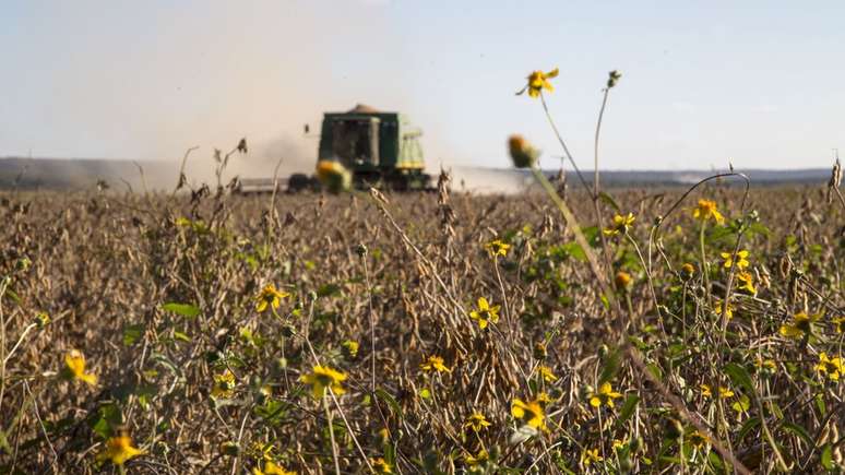 Planta&ccedil;&otilde;es geneticamente modificadas consomem mais agrot&oacute;xicos em geral
