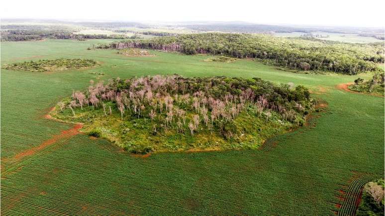 O M&eacute;xico &eacute; o sexto maior produtor de mel do mundo, e 40% da produ&ccedil;&atilde;o nacional de mel vem da Pen&iacute;nsula de Yucat&aacute;n