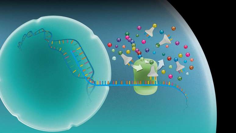 RNA mensageiro carrega uma cópia de instruções genéticas de genes no núcleo da célula (esfera à esquerda) para um complexo chamado ribossomo, no qual as instruções são usadas para fazer proteínas