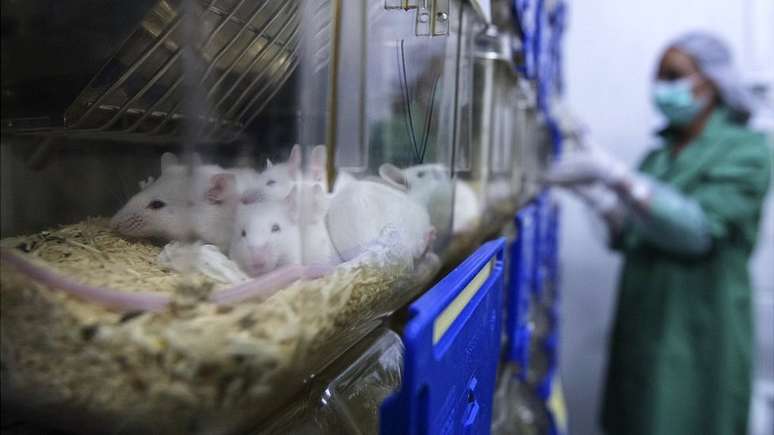 Os tecidos resultantes dessas técnicas podem ser usados para testar, por exemplo, efeitos de drogas, sem a necessidade de recorrer a animais