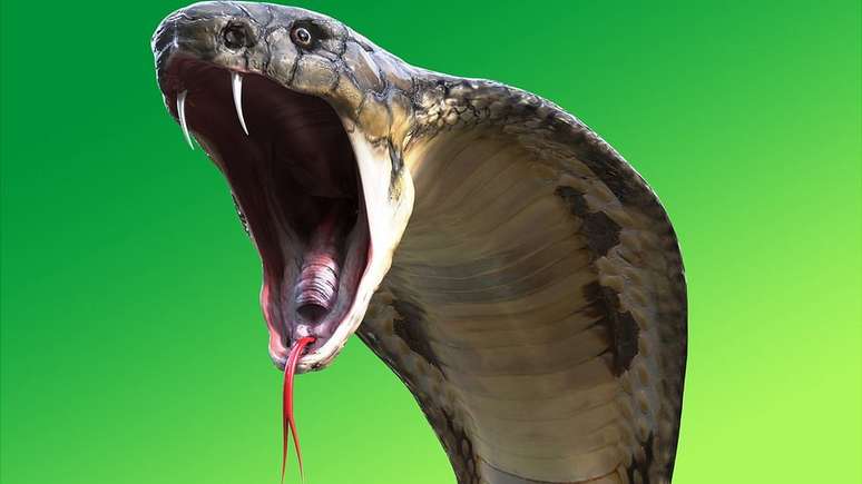 19 melhor ideia de Cobras venenosas
