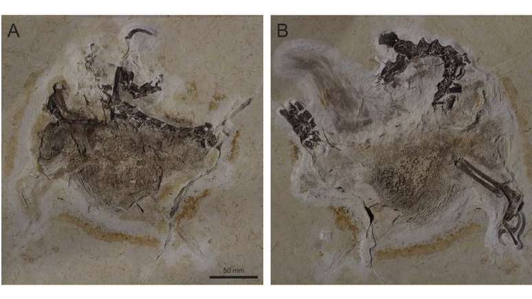 Fóssil parcialmente preservado foi encontrado no Ceará e está atualmente em museu na Alemanha