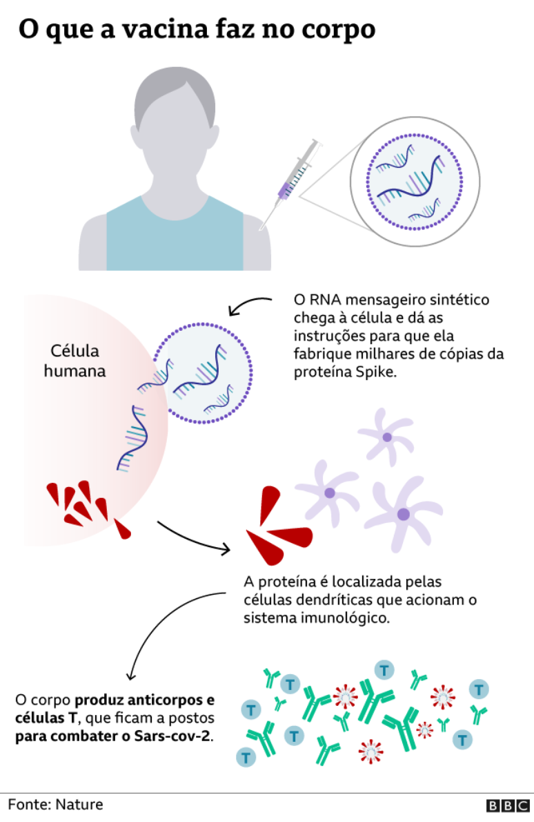 Gráfico de como a vacina age no corpo