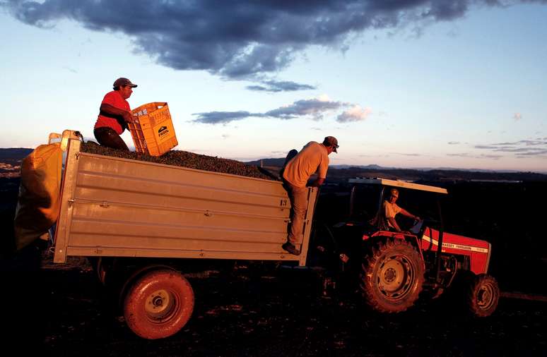 Produtores carregam caf&eacute; no interior de S&atilde;o Paulo
REUTERS/Nacho Doce