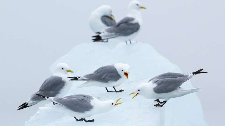 Gaivotas-tridáctilas, que incorporaram peixes do Atlântico em sua dieta, são chamadas pelos cientistas de "mensageiras da atlantificação".