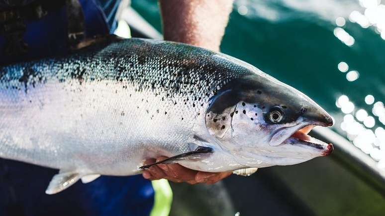 Ra&ccedil;&atilde;o para salm&atilde;o &eacute; cada vez mais feita a partir de plantas
