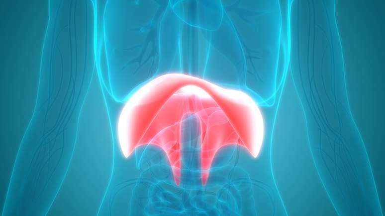 Ao usar o diafragma, ativamos todos os m&uacute;sculos envolvidos na respira&ccedil;&atilde;o e permitimos uma entrada maior de oxig&ecirc;nio