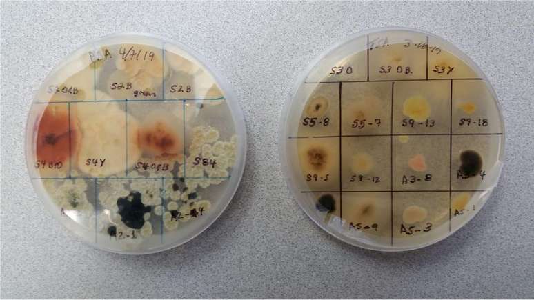 Fungos e bactérias pegam carona nas partículas presentes na fumaça