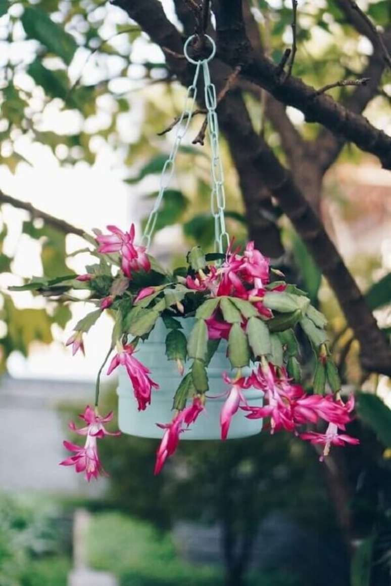 25. A flor de maio é uma das flores para vasos suspensos. Fonte: Pinterest