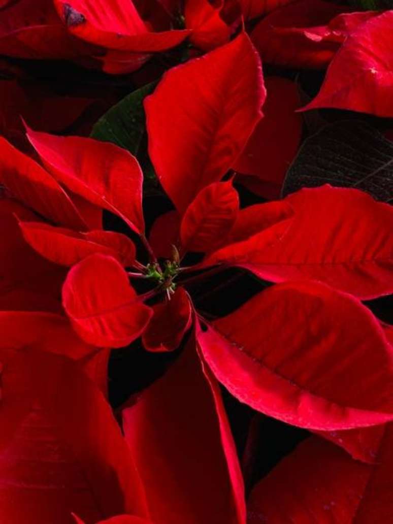 Saiba mais sobre a origem da flor de natal e lenda -