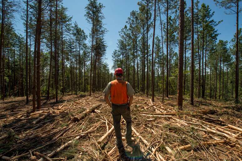 O Serviço Florestal dos EUA disponibiliza cerca de 49 milhões de acres de áreas arborizadas para extração de madeira