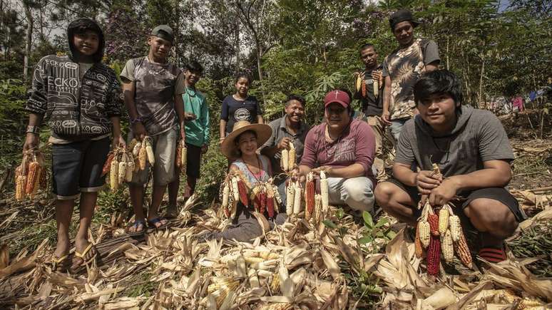 Jera Guarani, lideran&ccedil;a da aldeia Kalipety, de chap&eacute;u (ao centro) durante colheita de milho