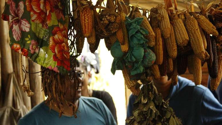 Secagem do milho no p&oacute;s-colheita em aldeia guarani